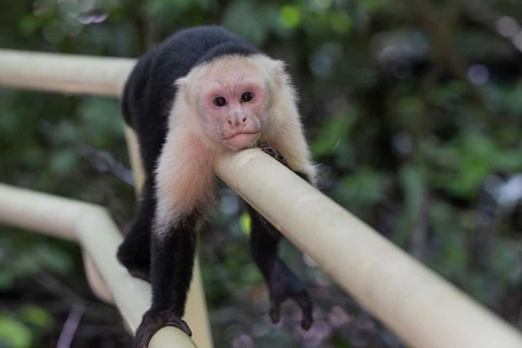 titi monkey in Manuel Antonio - Costa Rica