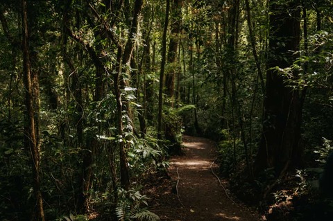 Wandelpad door het Monteverde Cloud Forest, Costa Rica