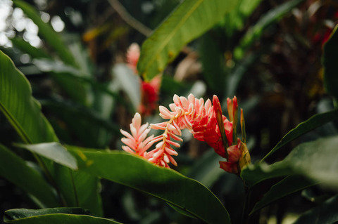 Roze tropische gemberbloem in Cahuita