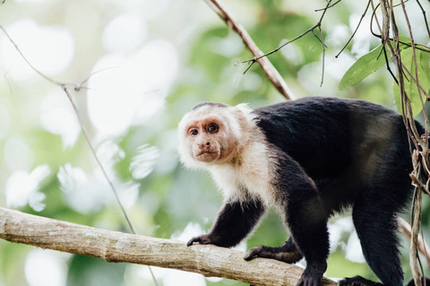 Aap in Cahuita National Park