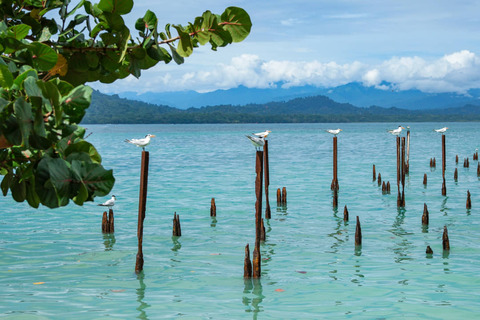 Vogels in het water, Cahuita National Park