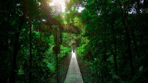 Lange hangbrug door het tropische regenwoud van Mistico Park