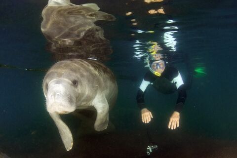 Manatees Crystal River, Florida