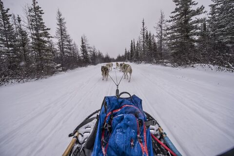Huskytochten in Churchill