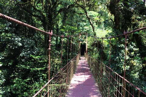 de brug in het biologische reservaat van het nevelwoud van Monteverde. Wandelen in de wilde jungle.