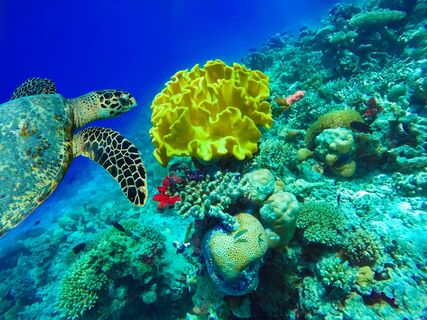 Snorkelen Key West