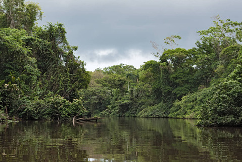 Regenwoud over Tortuguero River
