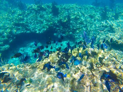 Snorkelen Key West