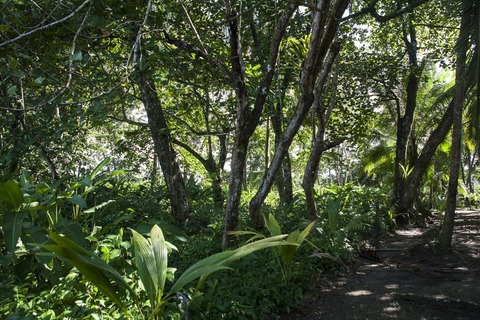 Hike trail regenwoud Sarapiqui