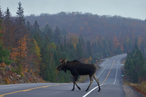 Eland in Algonquin Park, Ontario