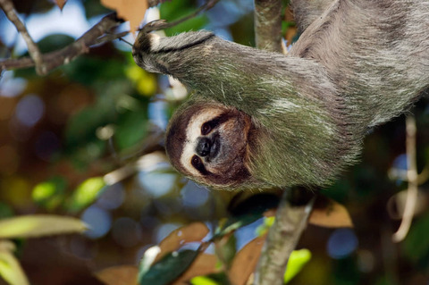 Luiaard in Manuel Antonio, Costa Rica
