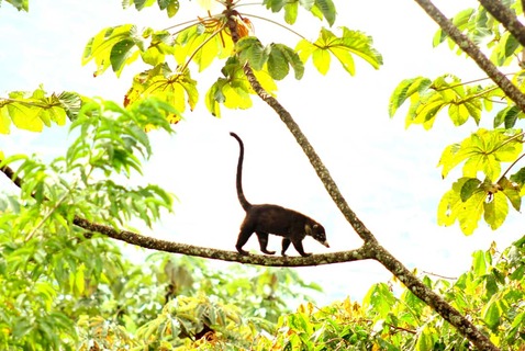 Nasua nasua in Arenal Volcano National Park