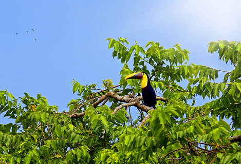 Toekan in de boom, Drake Bay