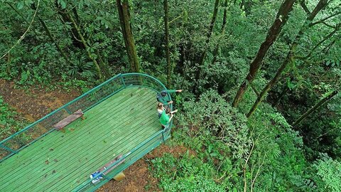 The Forest Viewing Platform, Tapir Valley