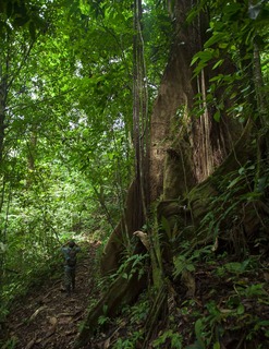 Night Walk Tour in Bosque Eterno de los Niños
