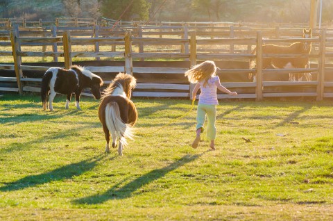 Zion Mountain Ranch