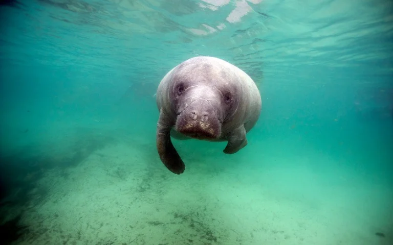 Zeekoe zwemt rustig door helder turquoise water in Crystal River in Florida met zonlicht dat door het oppervlak valt