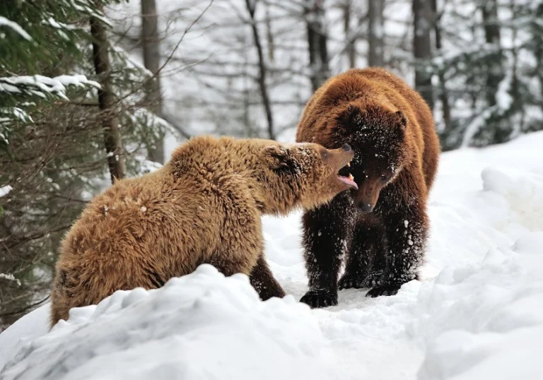 Twee bruine beren staan tegenover elkaar in een besneeuwd bos in Yellowstone National Park