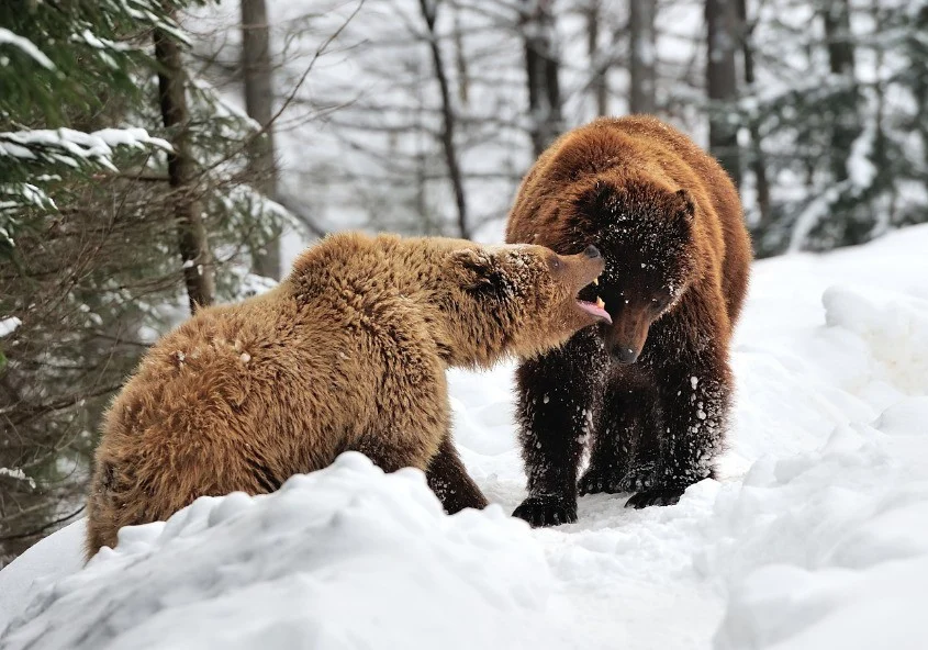 Twee bruine beren staan tegenover elkaar in een besneeuwd bos in Yellowstone National Park