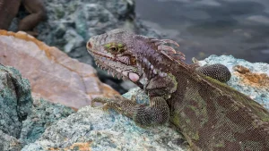 Marc van Ham