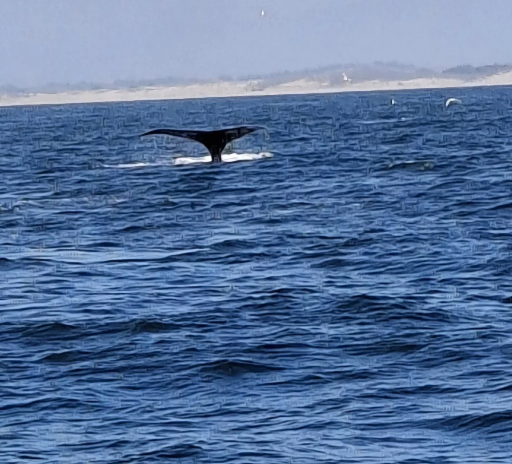 Staart van een walvis steekt boven het water uit terwijl het dier duikt, met een zandbank op de achtergrond