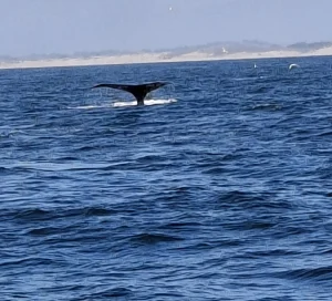Staart van een walvis steekt boven het water uit terwijl het dier duikt, met een zandbank op de achtergrond