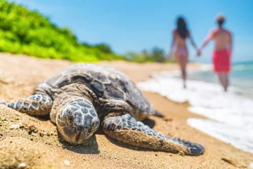 Grote zeeschildpad ligt op het zand op de voorgrond terwijl een wandelend paar hand in hand voorbijloopt langs de branding