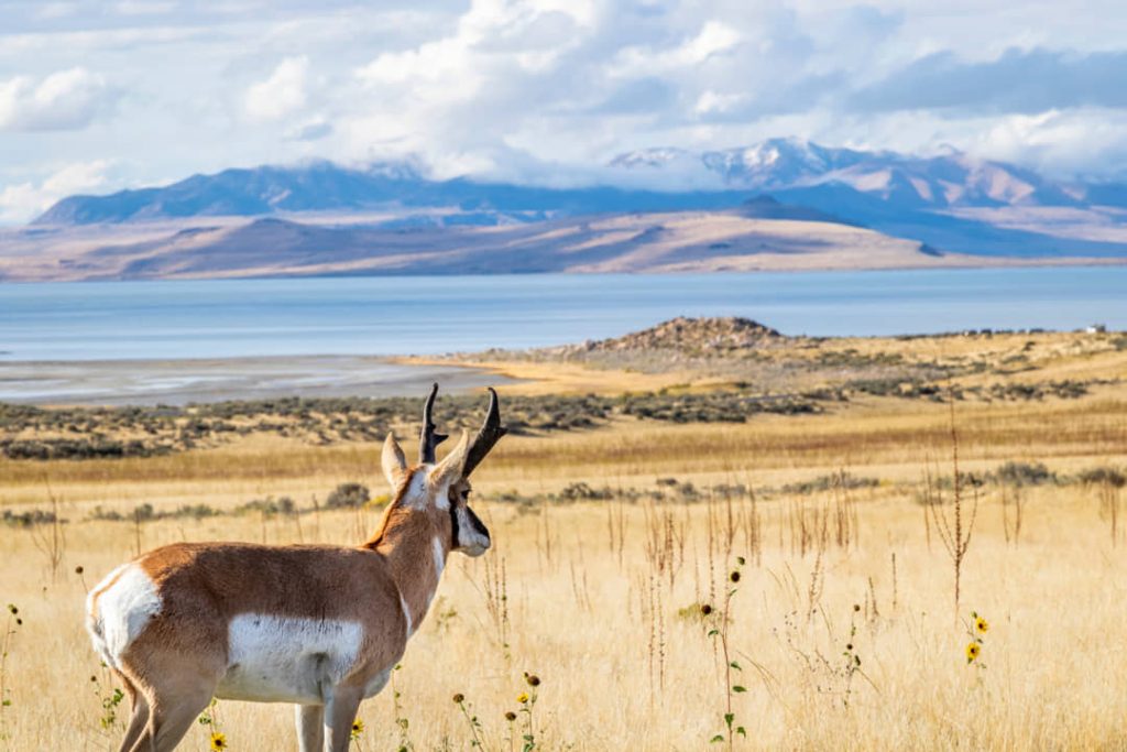 Antelope Bij Salt Lake En Antelope