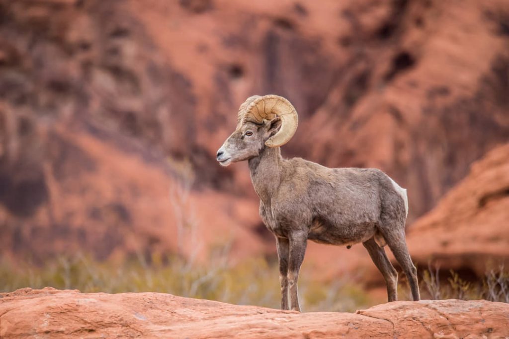 Bighorn Sheep In Flaming Gorge