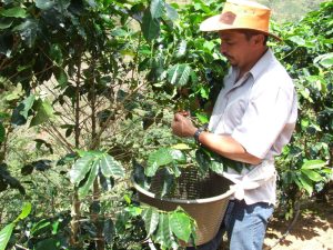 Coffee farmer