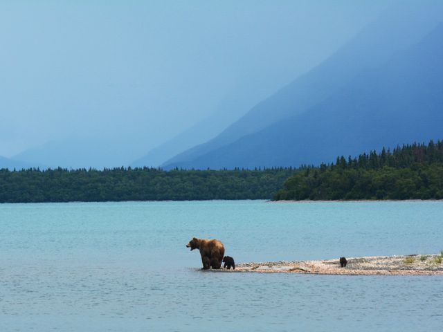 Een berin loopt met haar welpen door ondiep turquoise water bij een oever, met beboste bergen op de achtergrond in Alaska