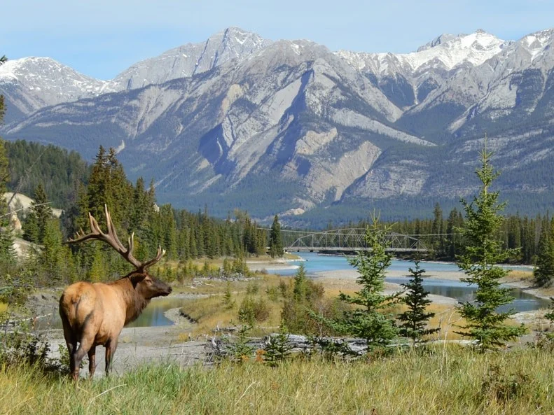 Een grote eland met imposant gewei staat in het gras met op de achtergrond een rivier, een brug en besneeuwde bergtoppen in Alberta