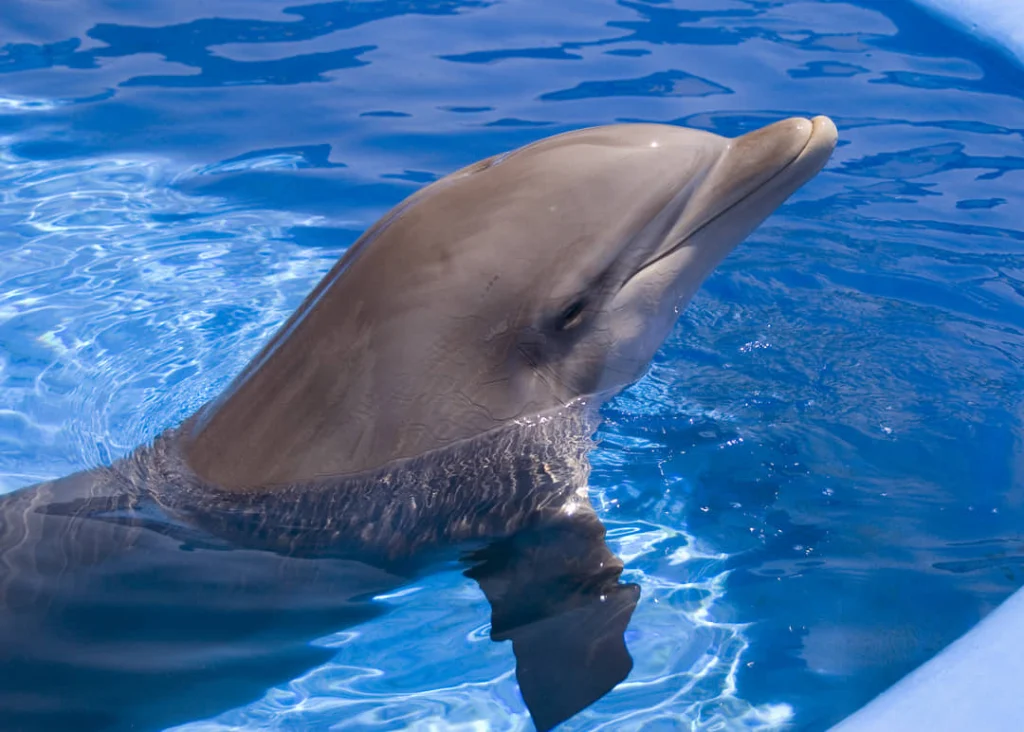 Kop van een dolfijn steekt boven het blauwe water uit in het bassin van een Amerikaans marinepark