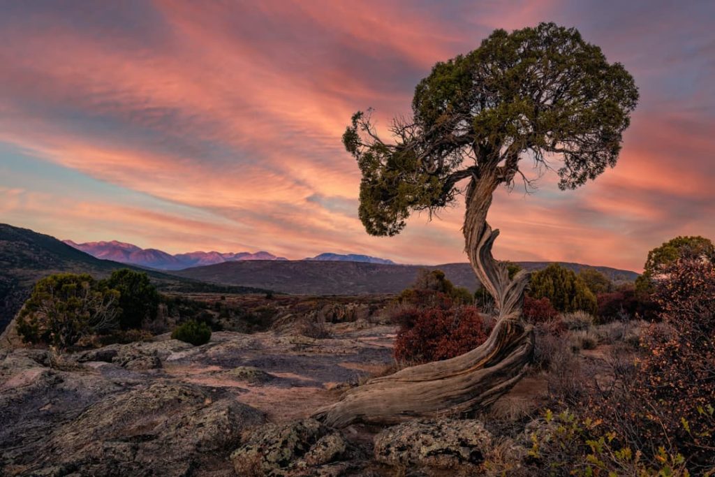 Kronkelende jeneverbesboom op een rotsachtige heuvel tegen een roze en oranje avondlucht met bergen op de achtergrond