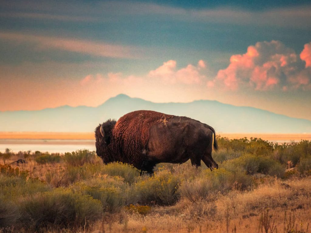 Eenzame bizon staat tussen droge struiken op Antelope Island met een roze bewolkte avondlucht en bergen op de achtergrond