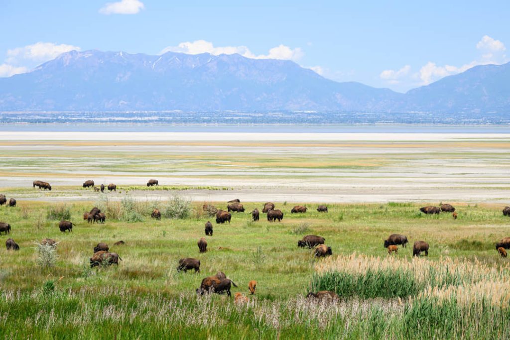 Grote kudde bizons graast op grasland aan de oever van de Great Salt Lake met bergen op de achtergrond