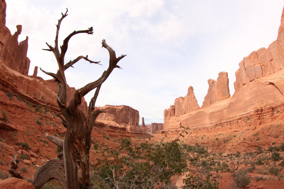 Een kale verweerde boom staat op de voorgrond van een canyon met hoge, smalle rotstorens in Arches National Park