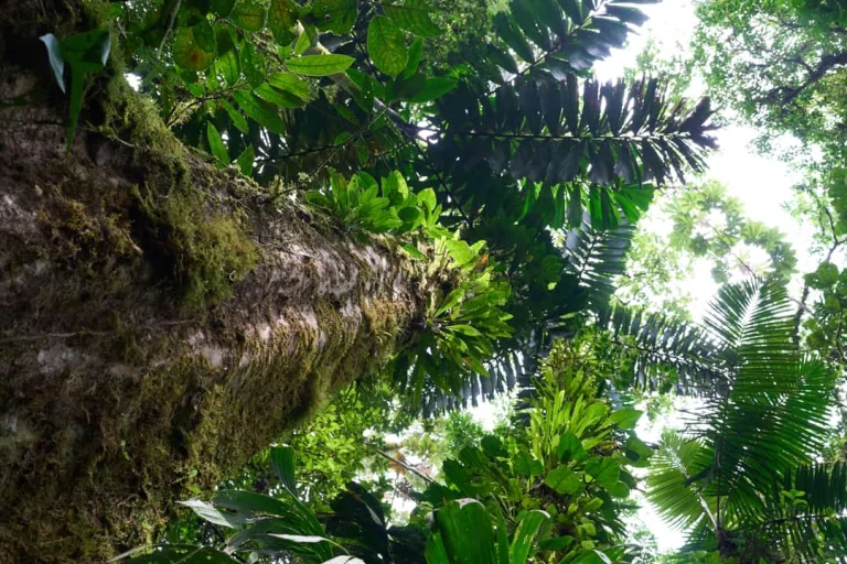 Uitzicht omhoog langs een dikke, mosbedekte boomstam omgeven door weelderig groen regenwoud bij Arenal