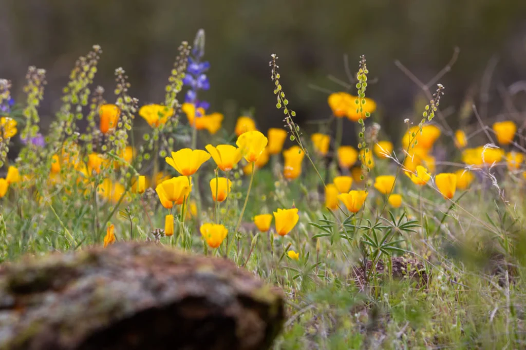 Close-up van felle oranje Mexicaanse papavers tussen paarse veldbloemen en gras met een verweerd stuk hout op de voorgrond