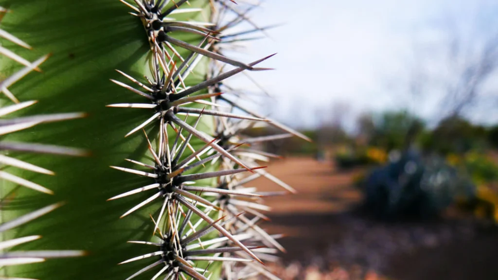 Macro-opname van de groene stam van een cactus met lange scherpe witte stekels en een wazige tuinachtergrond