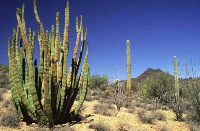 Grote vertakte organ pipe cactus op de voorgrond met slanke saguaro cactussen en een heuvel in de woestijn op de achtergrond