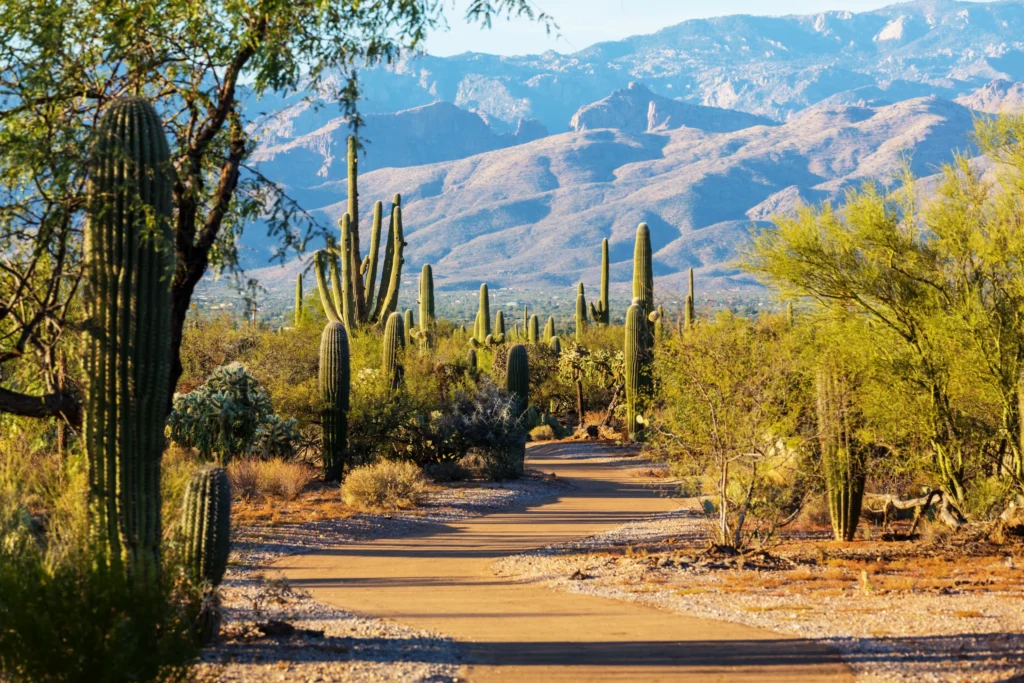 Zanderig wandelpad tussen hoge saguarocactussen en struiken met een bergketen op de achtergrond in de woestijn van Arizona