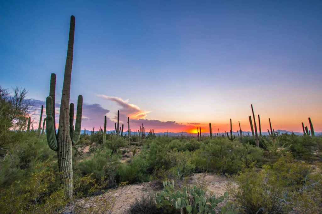 Weids uitzicht over de Sonorawoestijn met verspreide saguaro cactussen onder een paarsblauwe avondlucht met een gloeiende ondergaande zon