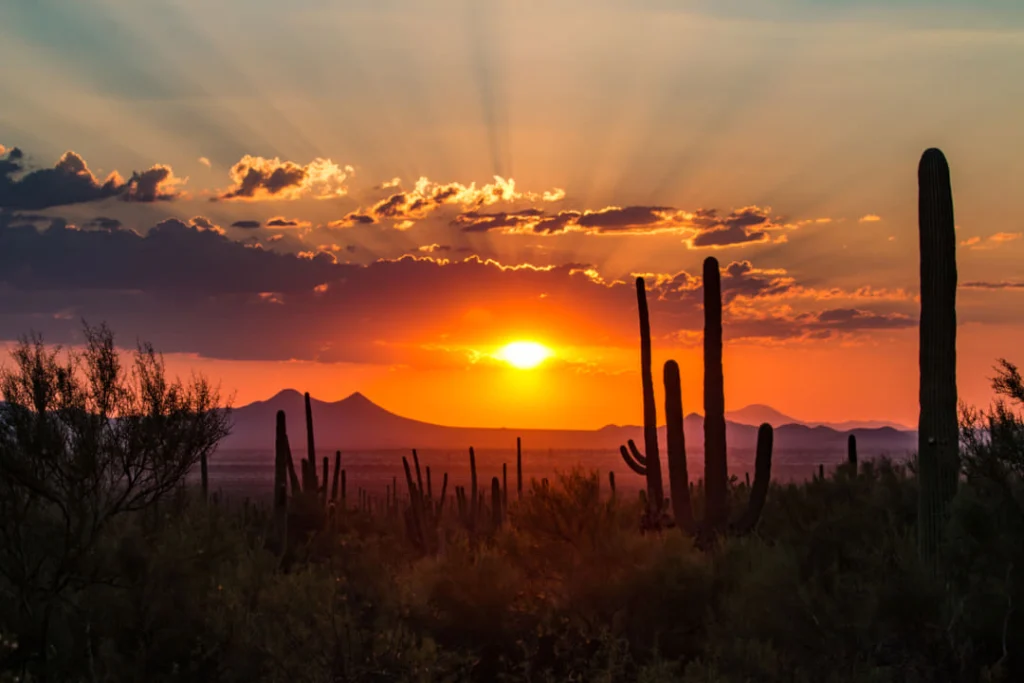 Silhouetten van hoge saguaro cactussen tegen een oranje en paarse zonsondergang met zonnestralen door de wolken in de Sonorawoestijn