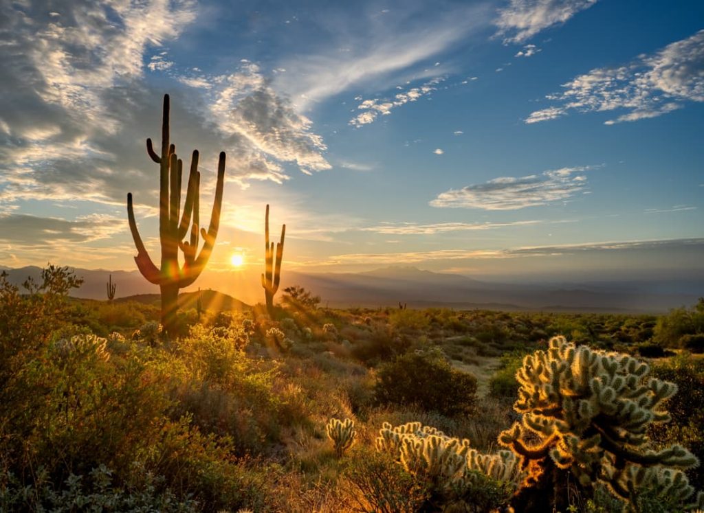Silhouetten van saguaro cactussen en struiken tegen een heldere zonsopgang met bergen op de achtergrond