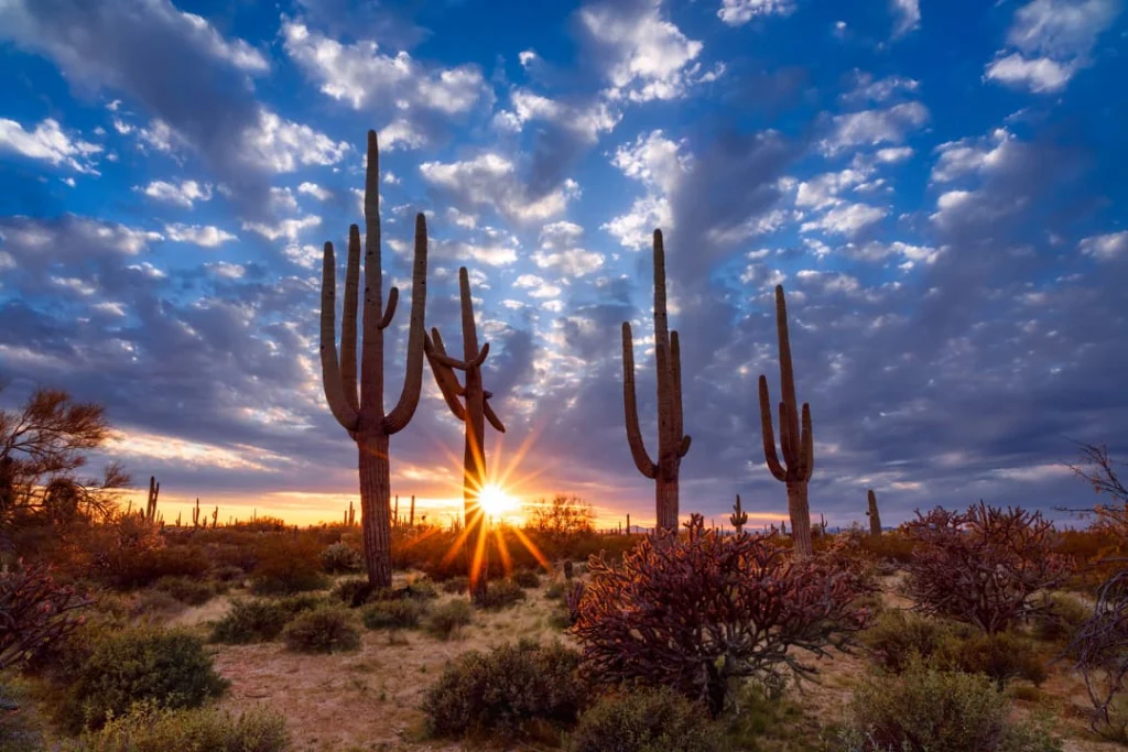 Hoge saguarocactussen steken af tegen een kleurrijke bewolkte lucht terwijl de zon ondergaat in de Arizona woestijn