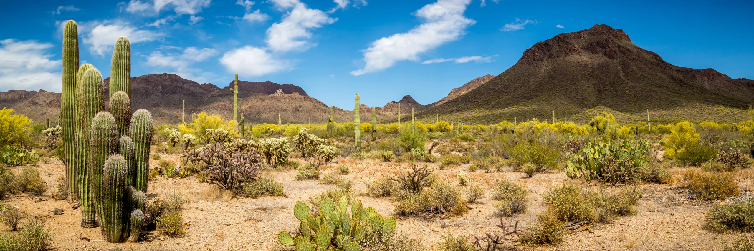 Hoge saguarocactussen en struiken in een zanderig woestijnlandschap in Arizona met ruige bergen op de achtergrond