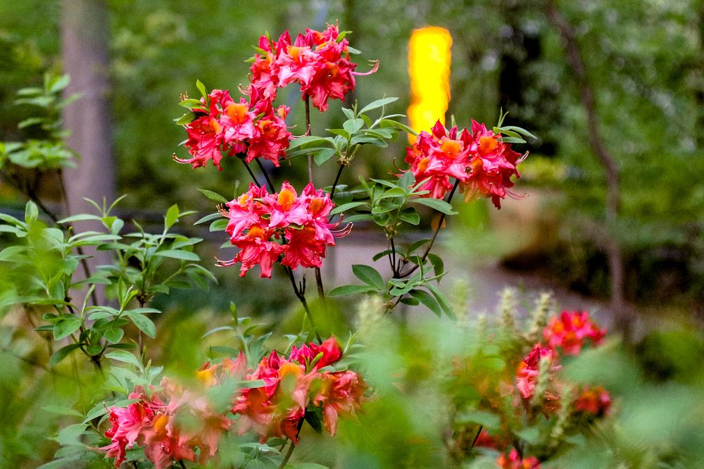 Close-up van roze en oranje azaleabloemen met een wazig gele lichtsculptuur in het donker op de achtergrond