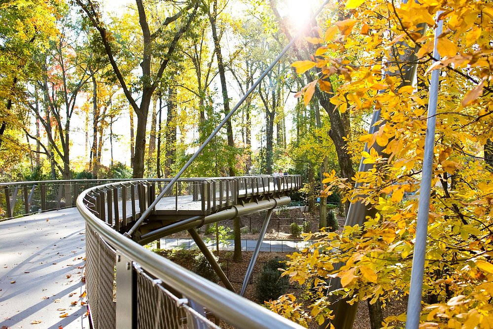 Metalen loopbrug slingert tussen de boomtoppen met geel herfstblad in de Atlanta Botanical Garden terwijl zonlicht door de takken schijnt
