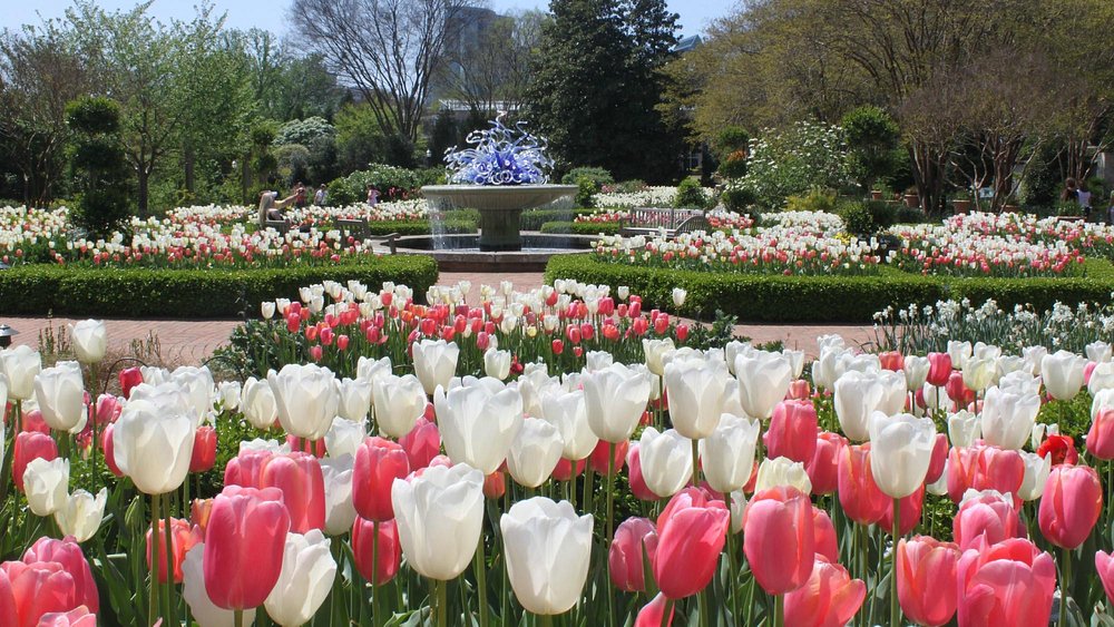 Kleurrijke perken met witte en roze tulpen rond een klaterende fontein in de formele tuin van de Atlanta Botanical Garden